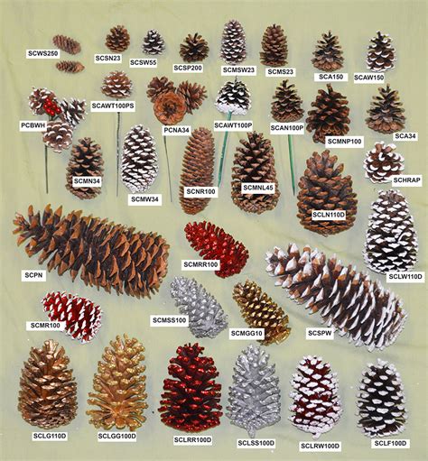 pinecone & pony 123movie|types of pine cones uk.